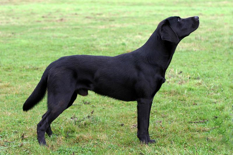 Short Legged Labrador