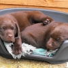 assistance-labradors-21