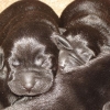 puppies_5_days_old_004-medium