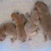 4_bitch_puppies_at_5_days_old-medium