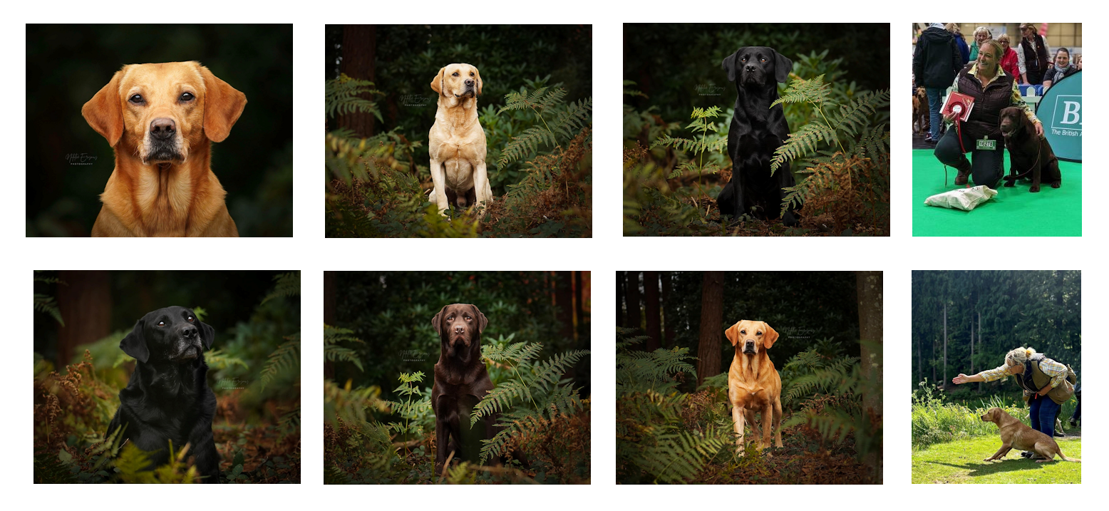 Wylanbriar Labradors