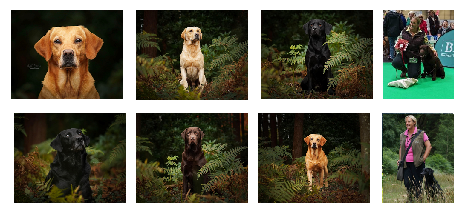 Wylanbriar Labradors